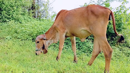 थंबनेल 2