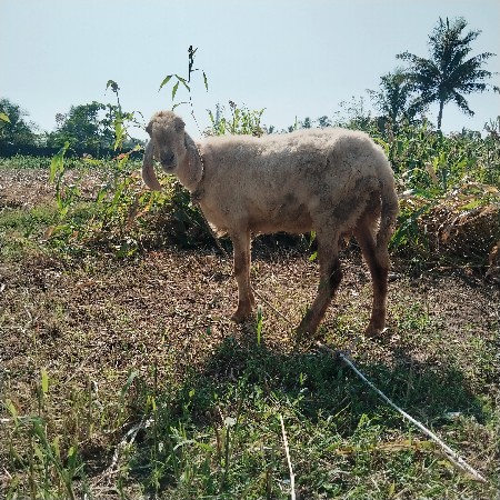 એક આપવાનું છે