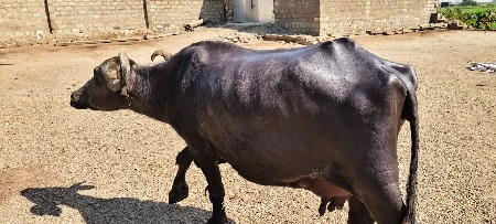 थंबनेल 3