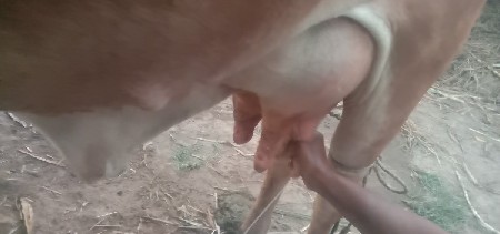 ગિર ગાય વેચવાની છે