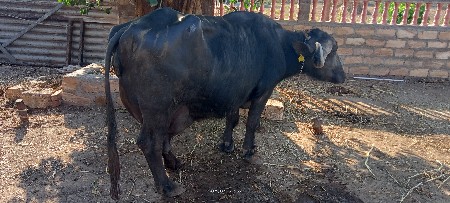 જાફરાબાદી ભેંસ વેચવાની છે