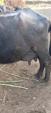 थंबनेल 3