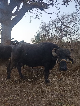 थंबनेल 2