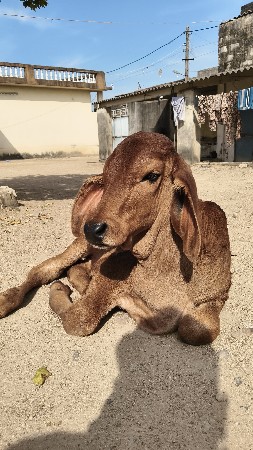 थंबनेल 3