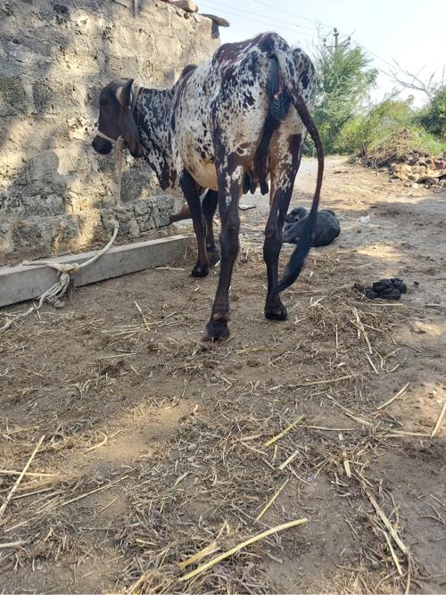 ગાય વેચવાની છે