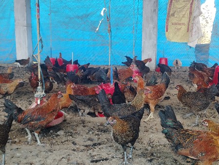 દેશી મુરઘા અને મુરઘી