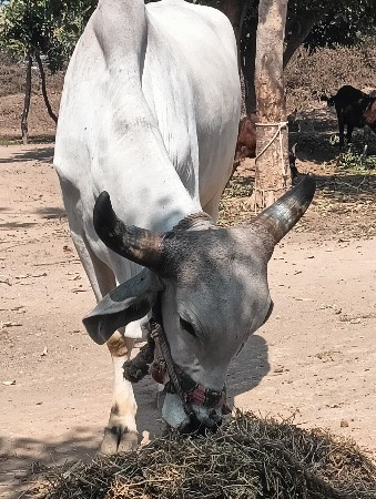 ગોઢલો વેસવાનો છે