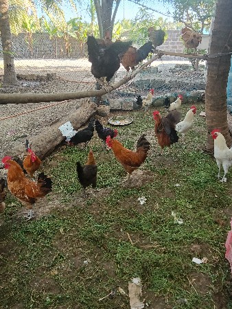 થંબનેલ 3