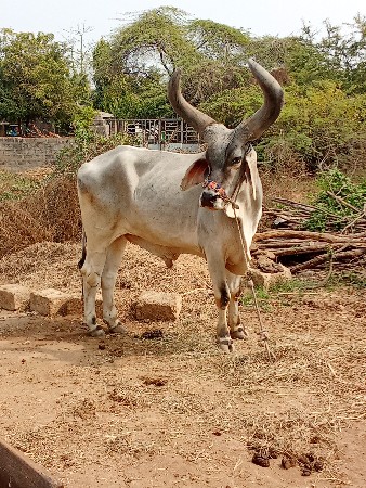 थंबनेल 3