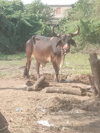 थंबनेल 2