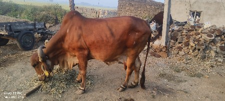 થંબનેલ 2