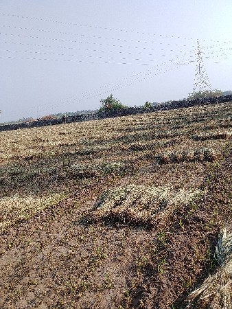 juvarni niran vechvani chhe