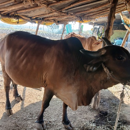 વેચવા ની