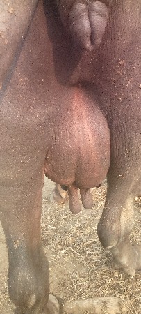 આ ભેચ વેસવાની સે તરીજુ વેતરી છે