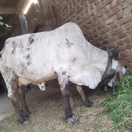 થંબનેલ 3