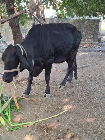 ગીર ક્રોસ