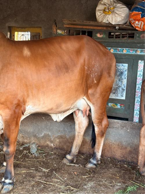 થંબનેલ 3