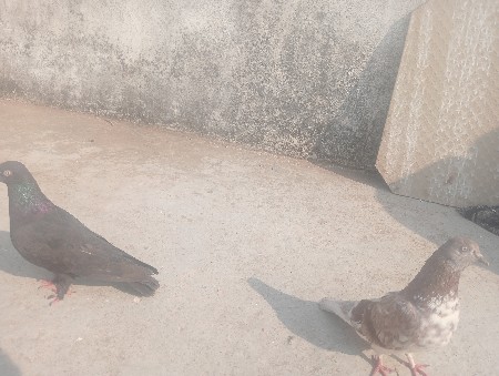 थंबनेल 3