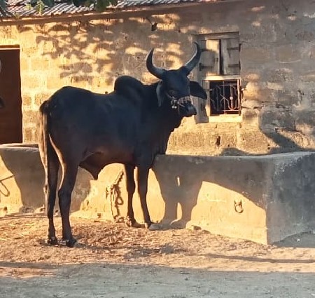 ગોઠવો વેચવાનો છે