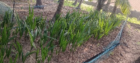 વેચવાના છે ખાતરી બંધ રોપા