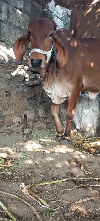 થંબનેલ 3