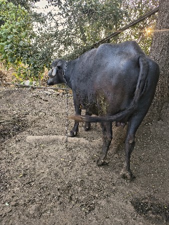 10દિવશ ની કાશી સે