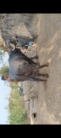 ભેંસ વેચવાની છે