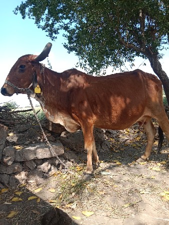 थंबनेल 2