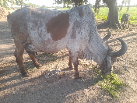 થંબનેલ 2