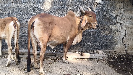 ગાય અને વાછડી