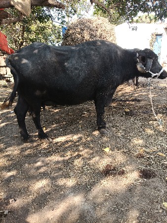 थंबनेल 3