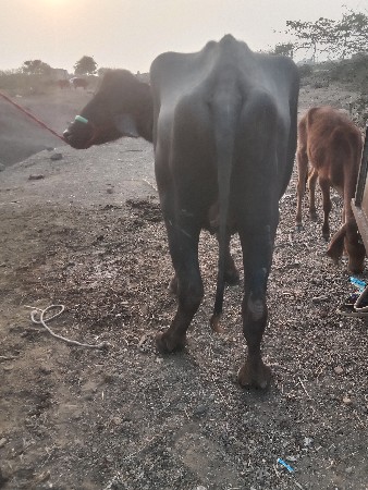 તાલુકો રસ્તો જીલ્લો રાજકોટ ગામ શિવ