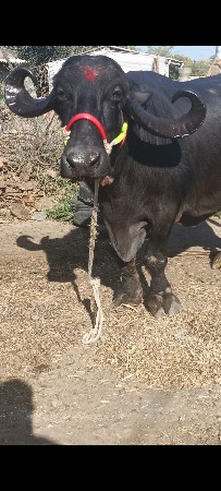 थंबनेल 3