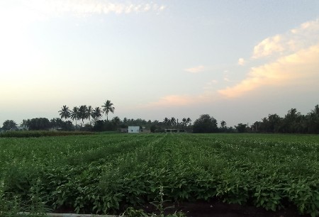 અડદ બિયારણ