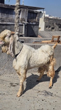 jamnapadi hansha gulabi bakro