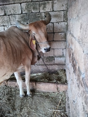 ગાય 
વેચવાની છે