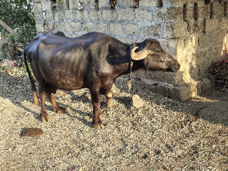 થંબનેલ 3