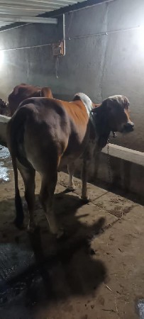 3 ઓડકી વેચવાની છે