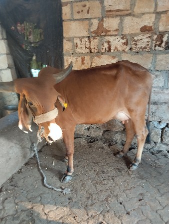 પેલું વેતર વેસ્વાની સે