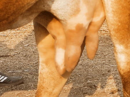 ગાય વેચવાની છે દેશી