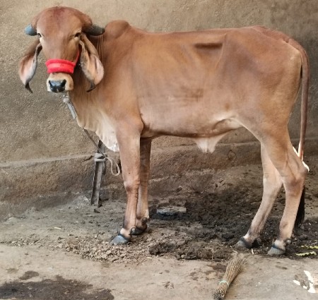 ગીર વાછડી વેચવાની છે