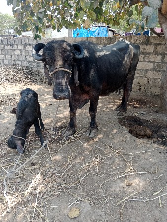 थंबनेल 3