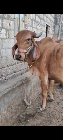 ગીર હોડકી વેસવાની સે