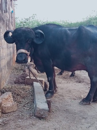 ભેંસ વેચવાની છે