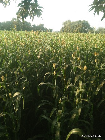 લીલી નીરણ વેચવાની છૅ