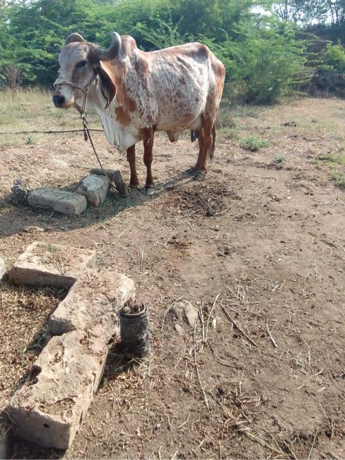 थंबनेल 3