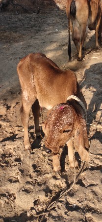 10 દીવસ ની  વ્યાગલ છે