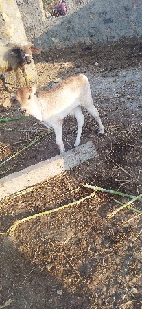 ગાય નુ સાટુ કરવાનુછે