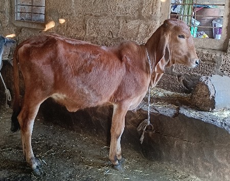 વાસડી પારવા દેવાની છે.