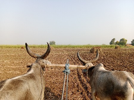 ગોઢલા વહેંચવાના છે